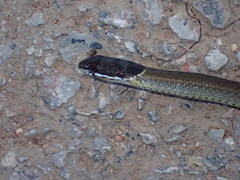 Sibynophis collaris