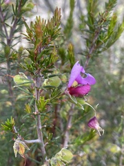 Gompholobium scabrum