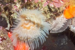 Serpula vermicularis