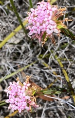 Pimelea preissii