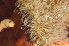 Antennella