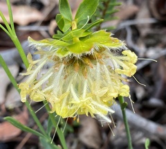 Pimelea angustifolia