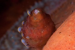 Ochlesis lenticulosus