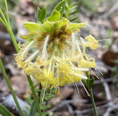 Pimelea angustifolia