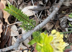 Pimelea angustifolia