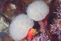 Aplidium circulatum