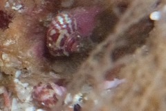 Cinysca dunkeri