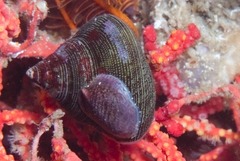 Crepidula porcellana