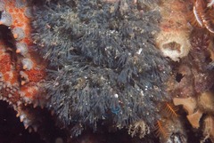 Virididentula dentata