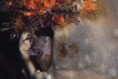 Chalaroderma ocellata