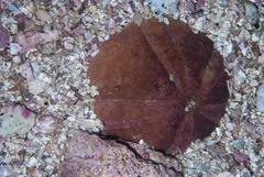 Echinolampas crassa