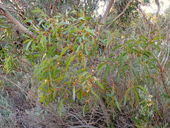 Eucalyptus diversifolia diversifolia