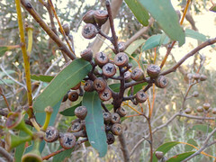 Eucalyptus diversifolia diversifolia