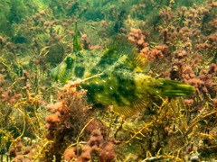 Scobinichthys granulatus