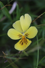 Viola lutea sudetica