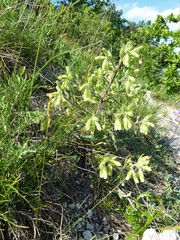 Onosma visianii