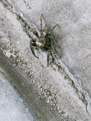 Anarrhotus fossulatus