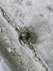 Anarrhotus fossulatus