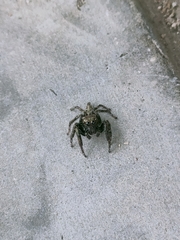 Anarrhotus fossulatus