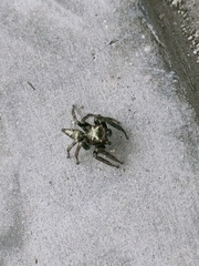 Anarrhotus fossulatus