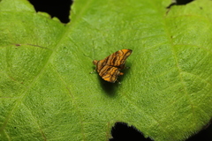 Choreutis amethystodes