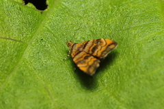 Choreutis amethystodes
