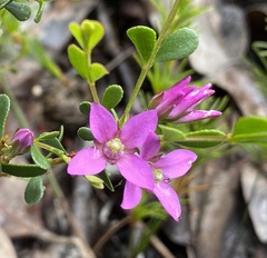 Boronia denticulata