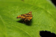 Choreutis amethystodes