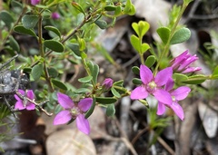 Boronia denticulata