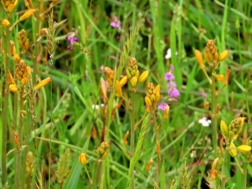 Bulbine bulbosa