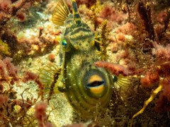 Scobinichthys granulatus