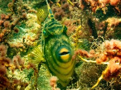 Scobinichthys granulatus