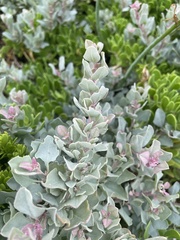 Atriplex vestita