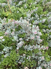 Atriplex vestita