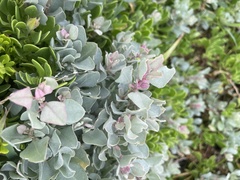 Atriplex vestita