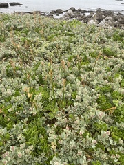 Atriplex vestita