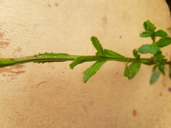 Pseudoselago verbenacea