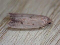 Tachystola acroxantha