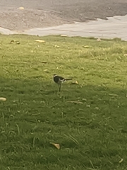 Motacilla maderaspatensis