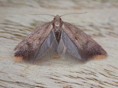 Tachystola acroxantha