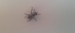 Diptera