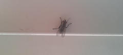 Diptera