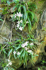 Sarcochilus fitzgeraldii