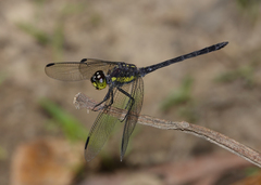 Agrionoptera longitudinalis biserialis