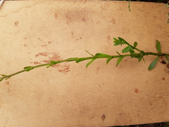 Pseudoselago verbenacea