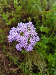 Pseudoselago verbenacea