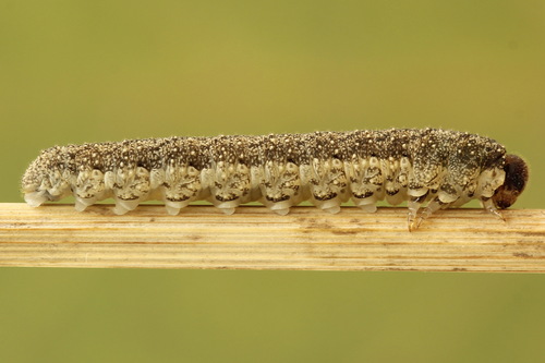 Plantain Wasp-sawfly, photo 3 of 10