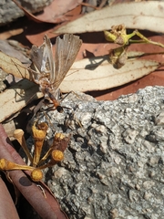 Leptomyrmex rothneyi