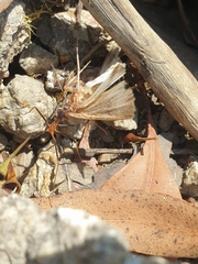 Leptomyrmex rothneyi