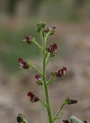 Scrophularia incisa